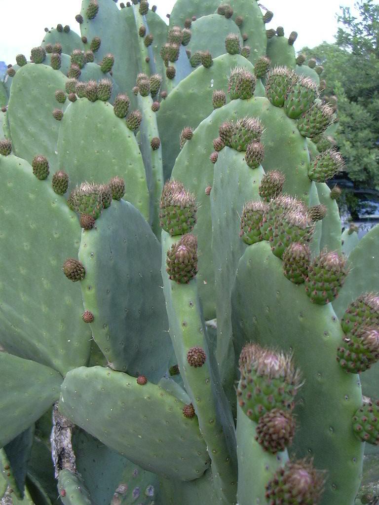 Opuntia ficus-indica / Fico d ''India